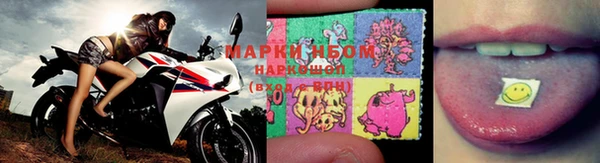 хмурый Аркадак